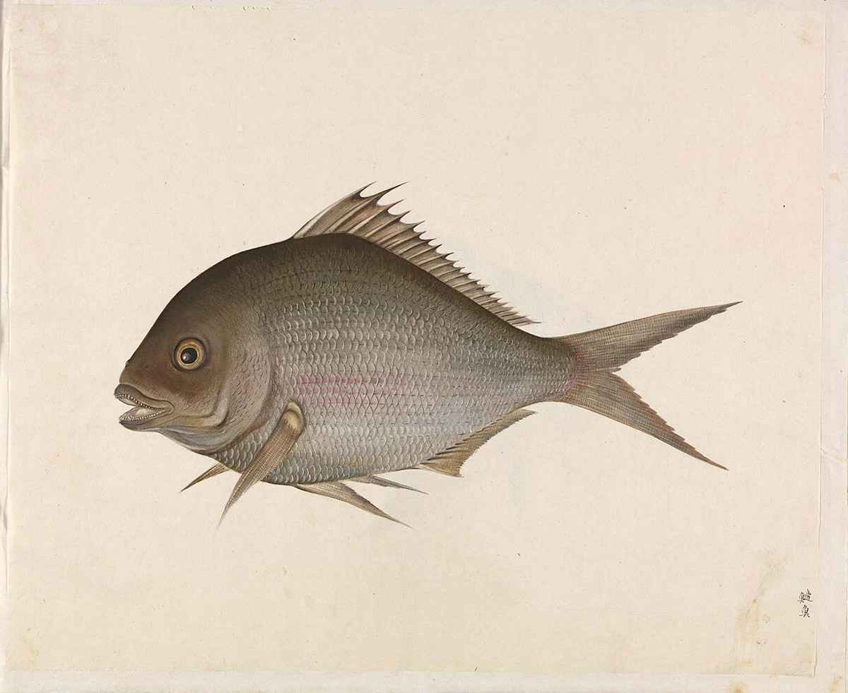 Unknown artistUnknown artist, Public domain, via Wikimedia Commons